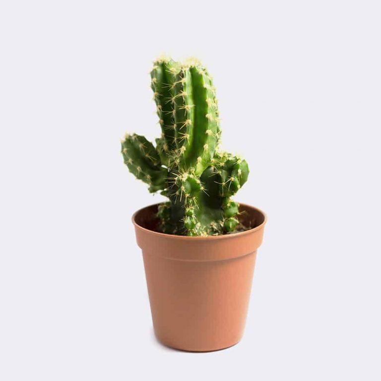 vase cactus
